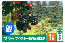 ブラックベリー 収穫体験（2024年8月限定） 1名様分 フルーツ 果物 秋田県 藤里町 菓子工房エスポワール
