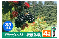 ブラックベリー 収穫体験（2024年8月限定） 4名様分 フルーツ 果物 秋田県 藤里町 菓子工房エスポワール