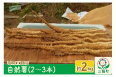 自然薯 約2kg（2～3本） 秋田県三種町産
