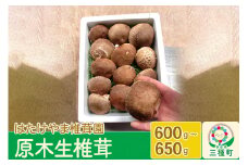 秋田県産 原木生椎茸（600～650g）農薬不使用 産地直送