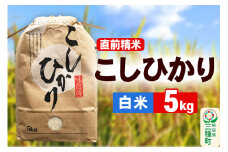 《新米》【精米】こしひかり 5kg（5kg×1袋）令和7年産 米 秋田県 三種町産