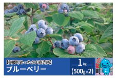 ブルーベリー 1kg (500g×2) 美郷町あったか山直売所