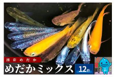 めだか ミックス 12匹 メダカ 生体 観賞用 魚 ペット 観賞魚