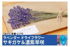 秋田県美郷町産ラベンダー ドライフラワー サキガケ 濃紫早咲 2品種混在