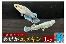 めだか エメキン (1ペア) メダカ 生体 観賞用 魚 ペット 観賞魚