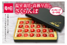 《先行予約 2025年度発送》母の日 山形さくらんぼ佐藤錦L 24粒チョコ箱メッセージ FSY-2211
