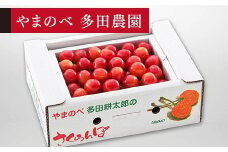 ≪2025年 先行予約≫佐藤錦 バラ詰 Lサイズ 500g「やまのべ多田農園」 F2Y-1368