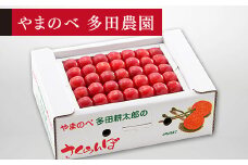 ≪2025年 先行予約≫さくらんぼ 佐藤錦 手詰 約500g「やまのべ多田農園」 F2Y-1370