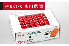 ≪2025年 先行予約≫さくらんぼ 紅秀峰 手詰 約500g「やまのべ多田農園」 F2Y-1375