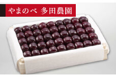 ≪2025年 先行予約≫さくらんぼ 特選サミット 桐箱詰 約1100g「やまのべ多田農園」 F2Y-1398