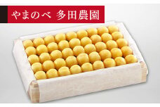 ≪2025年 先行予約≫さくらんぼ 特選月山錦 桐箱詰 約1100g「やまのべ多田農園」 F2Y-1402