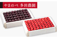 ≪2025年 先行予約≫さくらんぼ 真夏のルビー紅姫・サミット 特選桐箱詰 約1100g×2「やまのべ多田農園」 F2Y-1404