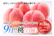 《先行予約 2025年度発送》山形の9月の桃（白桃）3kg  もも モモ 桃 デザート フルーツ 果物 くだもの 果実 食品 山形県 FSY-1825