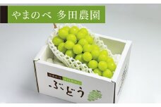 ≪2025年 先行予約≫シャインマスカット1房入り《やまのべ多田農園のぶどう》 マスカット ぶどう ブドウ 葡萄 デザート フルーツ 果物 くだもの 果実 食品 山形県 F2Y-1790