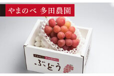 ≪2025年 先行予約≫クイーンニーナ1房入り《やまのべ多田農園のぶどう》 ぶどう ブドウ 葡萄 デザート フルーツ 果物 くだもの 果実 食品 山形県 F2Y-1791