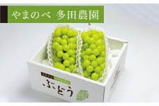 ≪2025年 先行予約≫シャインマスカット2～3房入り《やまのべ多田農園のぶどう》 マスカット ぶどう ブドウ 葡萄 デザート フルーツ 果物 くだもの 果実 食品 山形県 F2Y-1792