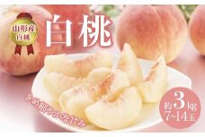 《先行予約 2025年度発送》白桃 約3kg(7~14玉)  もも モモ 桃 デザート フルーツ 果物 くだもの 果実 食品 山形県 FSY-0509