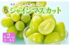 《先行予約 2025年度発送》シャインマスカット 約2kg  マスカット ぶどう ブドウ 葡萄 デザート フルーツ 果物 くだもの 果実 食品 山形県 FSY-0511