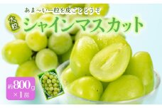 《先行予約 2025年度発送》シャインマスカット 約800g 1房  マスカット ぶどう ブドウ 葡萄 デザート フルーツ 果物 くだもの 果実 食品 山形県 FSY-0512