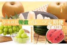 《2025年発送先行予約》やまがた特産フルーツ定期便（全3回） マスカット ぶどう ブドウ 葡萄 デザート フルーツ 果物 くだもの 果実 食品 山形県 FSY-0098