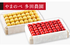 ≪2025年 先行予約≫さくらんぼ 月山錦・紅秀峰 特選桐箱詰  約700g×2「やまのべ多田農園」 F2Y-1403
