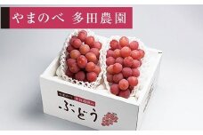 ≪2025年 先行予約≫クイーンニーナ 2～3房入り やまのべ多田農園のぶどう  ぶどう ブドウ 葡萄 デザート フルーツ 果物 くだもの 果実 食品 山形県 F2Y-2608