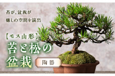 【モス山形】苔と松の盆栽（陶器） F2Y-5146