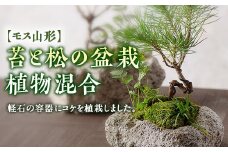 【モス山形】苔と松の盆栽 植物混合（軽石） F2Y-5147