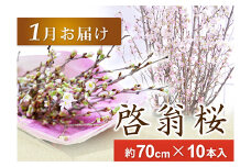 春を先取り！冬に咲く桜『啓翁桜』（1月下旬お届けSサイズ） F2Y-4107