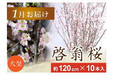 春を先取り！冬に咲く桜『啓翁桜』（1月下旬お届けLサイズ） F2Y-4108