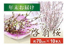 春を先取り！冬に咲く桜『啓翁桜』 (年末お届けSサイズ) F2Y-4105