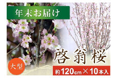 春を先取り！冬に咲く桜『啓翁桜』 (年末お届けLサイズ) F2Y-4106