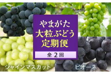 《2025年発送先行予約》やまがた大粒ぶどう定期便（全2回）  ぶどう ブドウ 葡萄 デザート フルーツ 果物 くだもの 果実 食品 山形県 FSY-0105