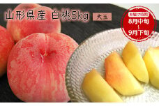 《先行予約 2025年度発送》【山形県産】白桃5kg(大玉13～20玉)  もも モモ 桃 デザート フルーツ 果物 くだもの 果実 食品 山形県 FSY-0388