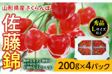 《先行予約 2024年度発送》山形県産さくらんぼ佐藤錦800g（200g×4パック） FSY-0395