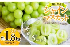《先行予約 令和7年度産》とっても人気の『シャインマスカット』3房 化粧箱入り  マスカット ぶどう ブドウ 葡萄 デザート フルーツ 果物 くだもの 果実 食品 山形県 FSY-0177