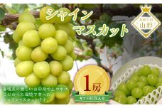 山形県産シャインマスカット 1房 約600g前後  マスカット ぶどう ブドウ 葡萄 デザート フルーツ 果物 くだもの 果実 食品 山形県 FSY-0195
