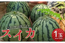 《先行予約 2025年発送》山形県 尾花沢産スイカ 1玉  スイカ すいか 西瓜 デザート フルーツ 果物 くだもの 果実 食品 山形県 FSY-0168