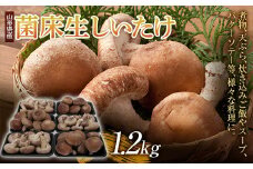 肉厚！ 菌床生しいたけ 1.2kg F2Y-3327