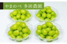 ≪2025年 先行予約≫シャインマスカット ダイヤパック250gｘ4パック やまのべ多田農園のぶどう  マスカット ぶどう ブドウ 葡萄 デザート フルーツ 果物 くだもの 果実 食品 山形県 F2Y-5434