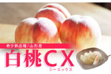 《先行予約 2025年9月下旬発送》山形県産 白桃CX 秀品 約2.5kg  もも モモ 桃 デザート フルーツ 果物 くだもの 果実 食品 山形県 FSY-0582