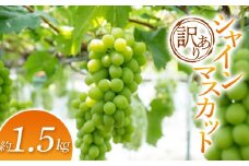 【2025年発送 先行予約】訳あり シャインマスカット 約1.5kg  マスカット ぶどう ブドウ 葡萄 デザート フルーツ 果物 くだもの 果実 食品 山形県 FSY-0696