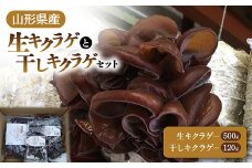 【2025年発送 先行予約】 山形県産 生キクラゲ 約500g と 干キクラゲ 100gと20gのセット  きのこ キノコ 野菜 食品 山形県 FSY-0699