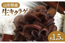 【2025年発送 先行予約】 山形県産 生キクラゲ 約1.5kg  きのこ キノコ 野菜 食品 山形県 FSY-0698