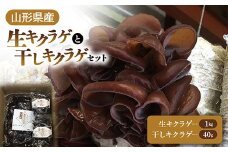 【2025年発送 先行予約】 山形県産 生キクラゲ 約1kg と 干キクラゲ 20g2個セット  きのこ キノコ 野菜 食品 山形県 FSY-0700