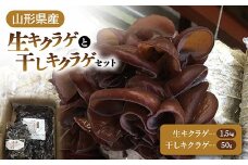 【2025年発送 先行予約】 山形県産 生キクラゲ 約1.5kg と 干キクラゲ 50gのセット  きのこ キノコ 野菜 食品 山形県 FSY-0701