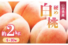 【先行予約 令和7年度発送】硬め白桃 約2kg（4～10玉）品種おまかせ  もも モモ 桃 デザート フルーツ 果物 くだもの 果実 食品 山形県 FSY-0664