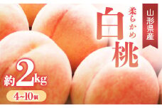 【先行予約 令和7年度発送】柔らかめ白桃 約2kg（4～10玉） 品種おまかせ  もも モモ 桃 デザート フルーツ 果物 くだもの 果実 食品 山形県 FSY-0665