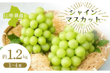 【先行予約 令和7年度発送】山形県産 シャインマスカット 約1.2kg  マスカット ぶどう ブドウ 葡萄 デザート フルーツ 果物 くだもの 果実 食品 山形県 FSY-0681