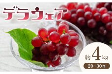 《先行予約 2025年度発送》 デラウェア 約4kg 20～30房 FSY-0704